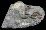 Ammonite (Promicroceras) Fossil Cluster - Somerset, England #63508-1